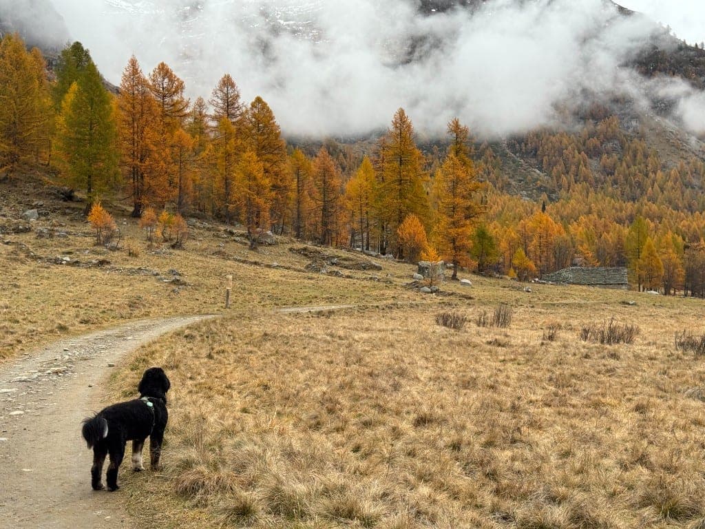 A black dog on a dirt path looking toward autumn trees and misty mountains.