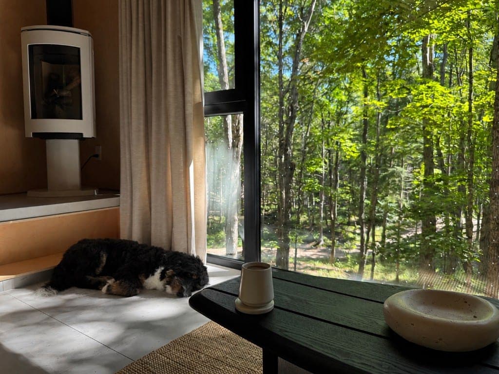 A curly-coated dog sleeping on a sunlit tiled floor beside a large window looking onto a forest.