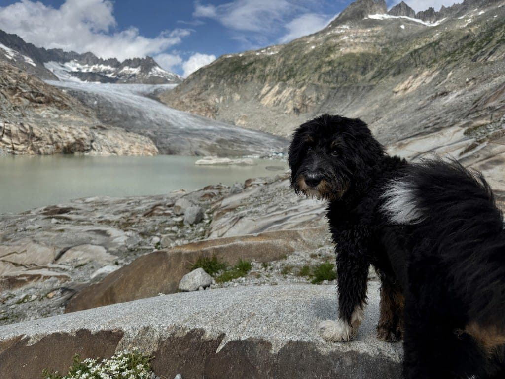 A shaggy black-and-white dog standing on a rock beside a turquoise glacial lake and snow-dusted mountains.