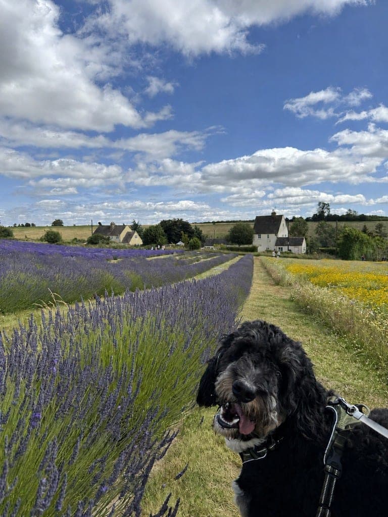 A fluffy black-and-white dog smiling in front of purple lavender rows and a yellow wildflower field.