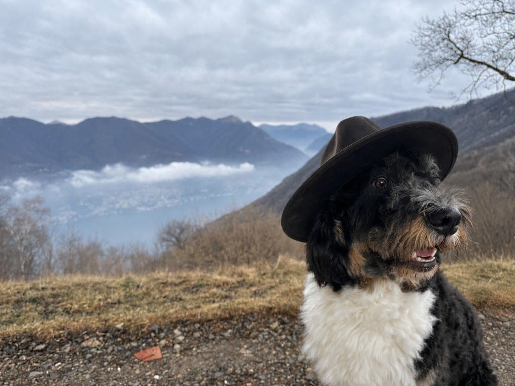 A black-and-white dog wearing a brown brimmed hat, sitting on a hillside above a misty lake and mountains.